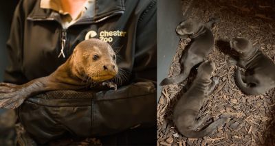 Zoo welcomes endangered giant otter triplets